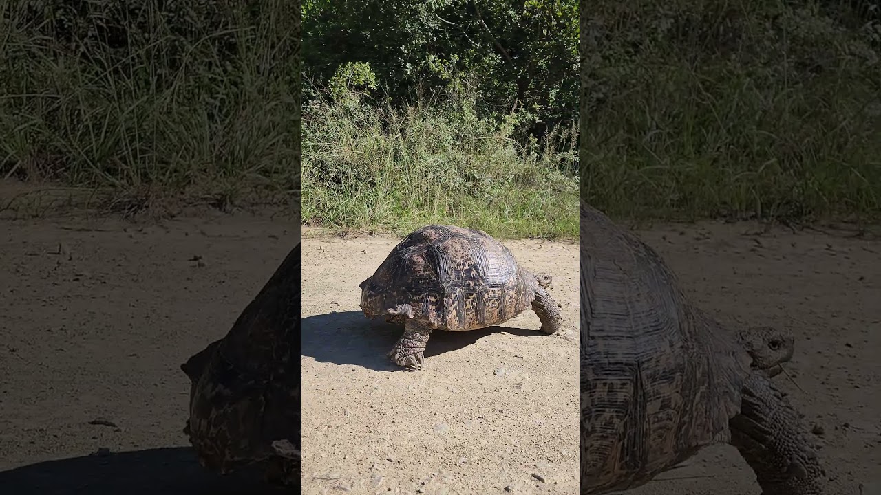 Baviaanskloof Leopard Tortoise, the largest species in Southern Africa. #adventure #overlanding