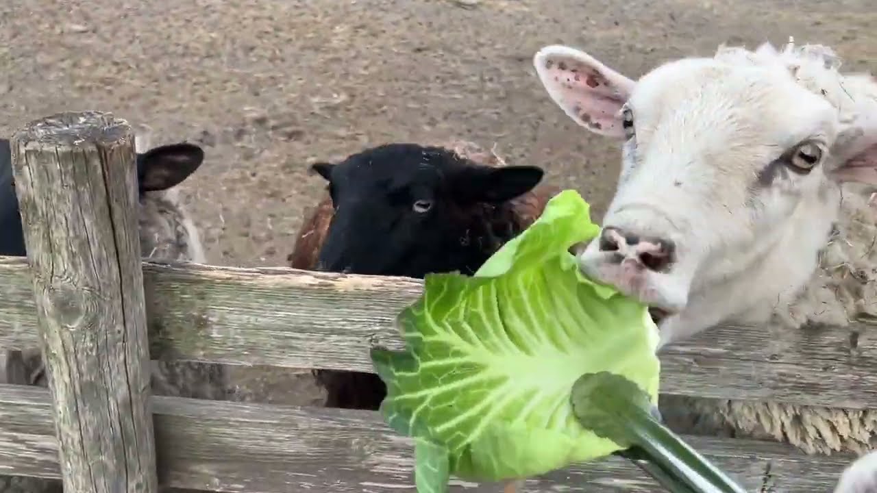ひつじのえさやり体験でキャベツ特盛り！寒すぎてお客さん来なくてエサもらえずお腹が減ってるひつじたちの様子【宮城県岩沼ひつじ村】