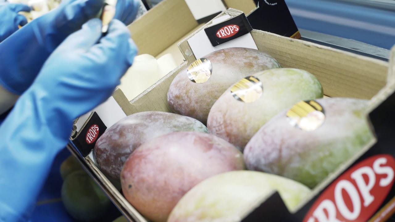 Campaña de mango TROPS