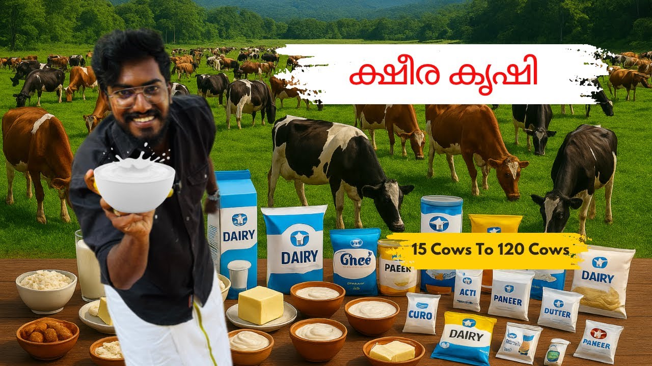 15 പശുക്കളിൽ നിന്ന് 🐄 120 പശുക്കളിലേക്ക് 🥛 | കേരളത്തിലെ മുൻനിര ഡയറി ഫാം 🌿 | Agrotill #farming