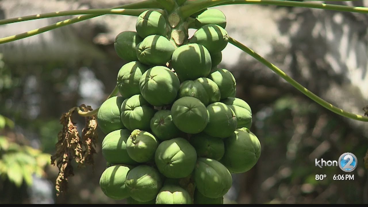 Expect a papaya shortage as lava destroys more farms