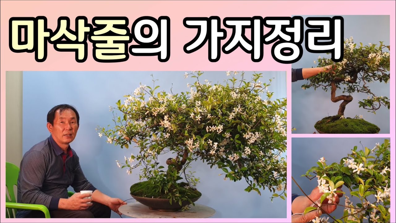 분재관리 210강 마삭줄의 가지정리