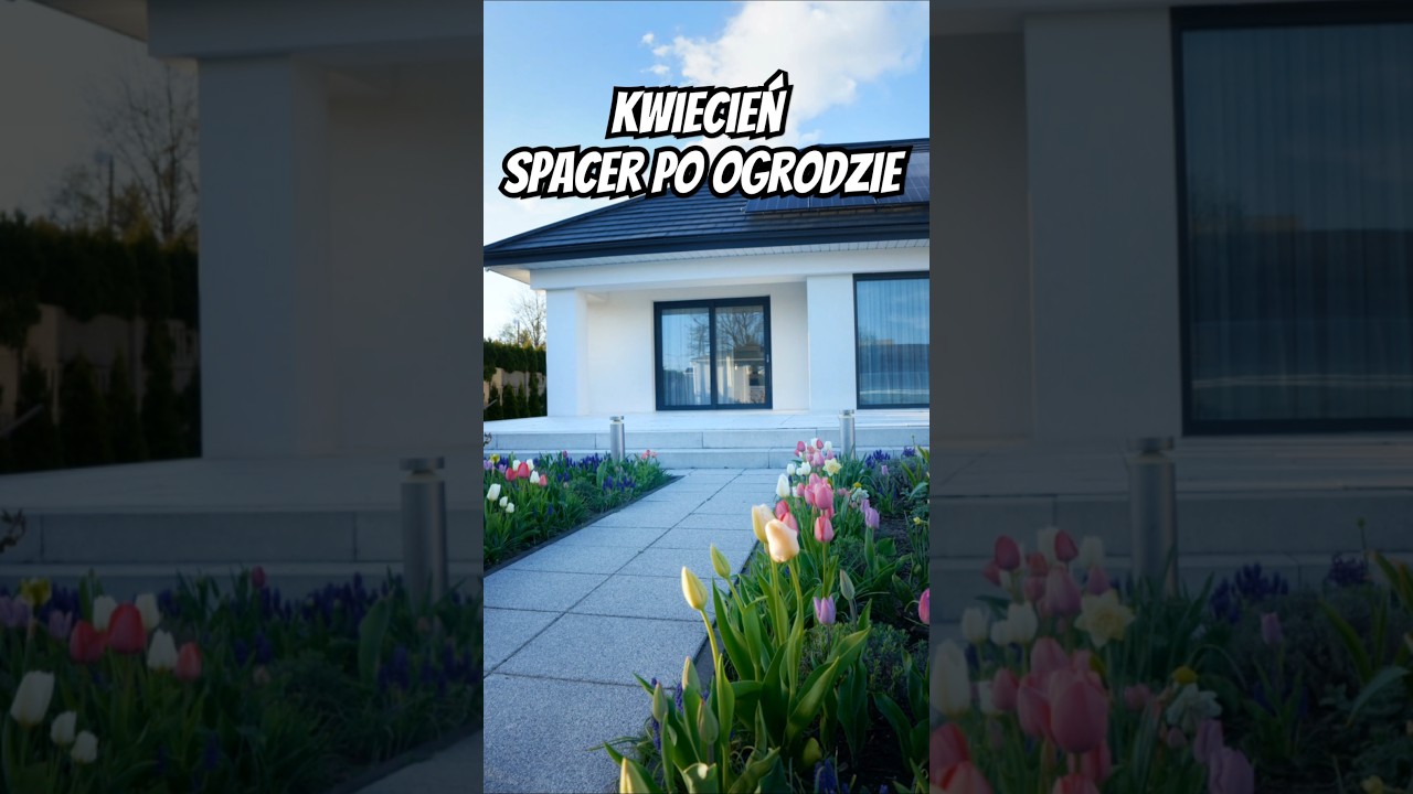 Co kwitnie wiosną w ogrodzie Tulipany, Hiacynty, Szafirki, Narcyzy #Ogr&oacute;d #kwiatywogrodzie #tulipany