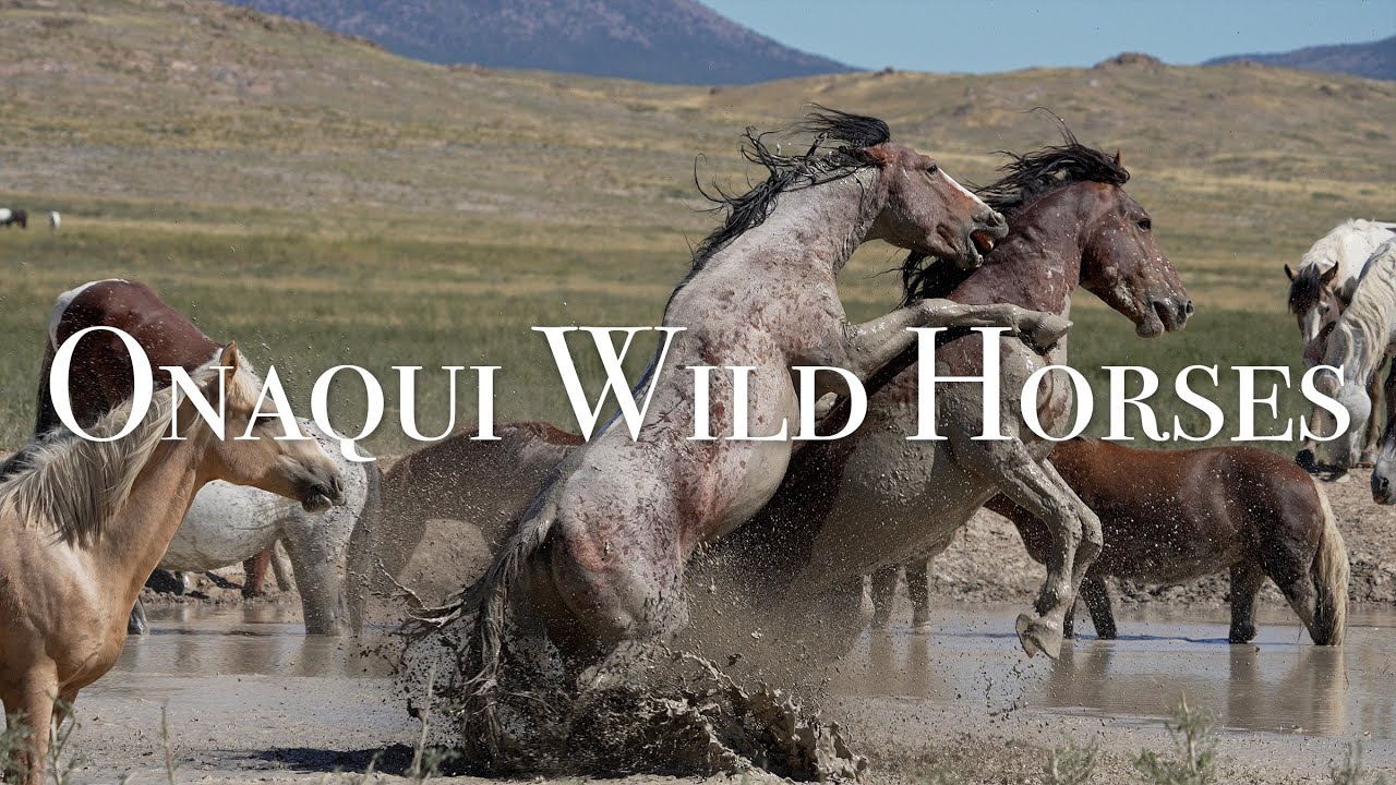 Onaqui Mountain Wild Horses of 2023 - Scenic Highlights in the Utah Desert for Screensaver