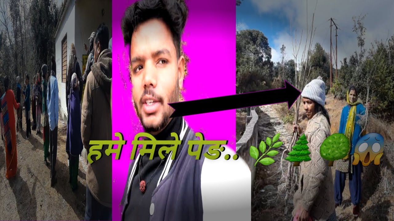 Aaj mile ped #pahadi vlog #pahadilifestyle. .🍁🌳🌲🌿💞