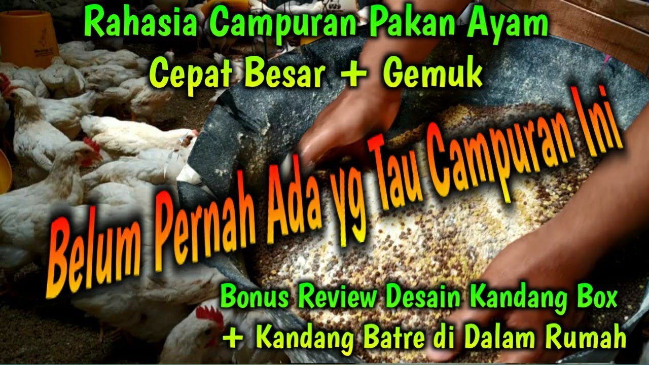 Rahasia Campuran Pakan Ayam Cepat Besar + Gemuk || Selama Ini Belum Pernah Ada yg Tau  Campuran Ini