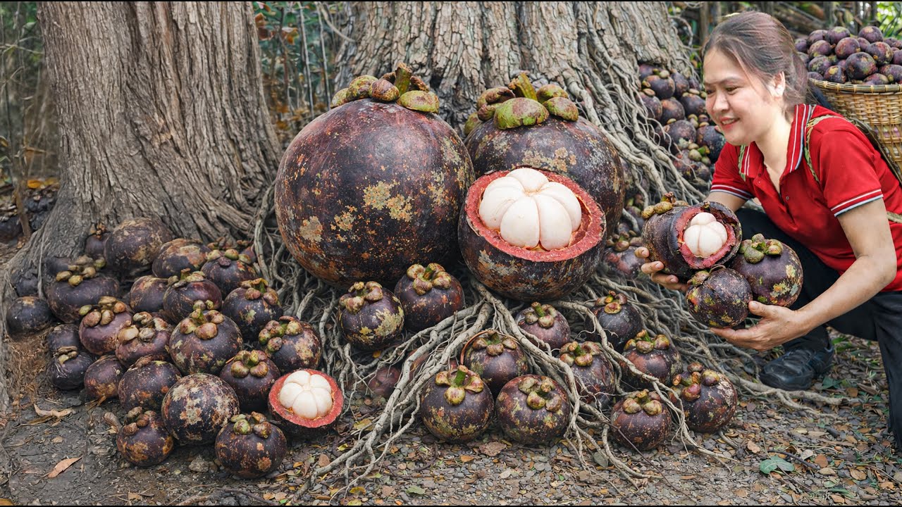 Harvesting Giant Wild Mangosteens To Sell, Steamed With Rock Sugar | Sold Out At Market