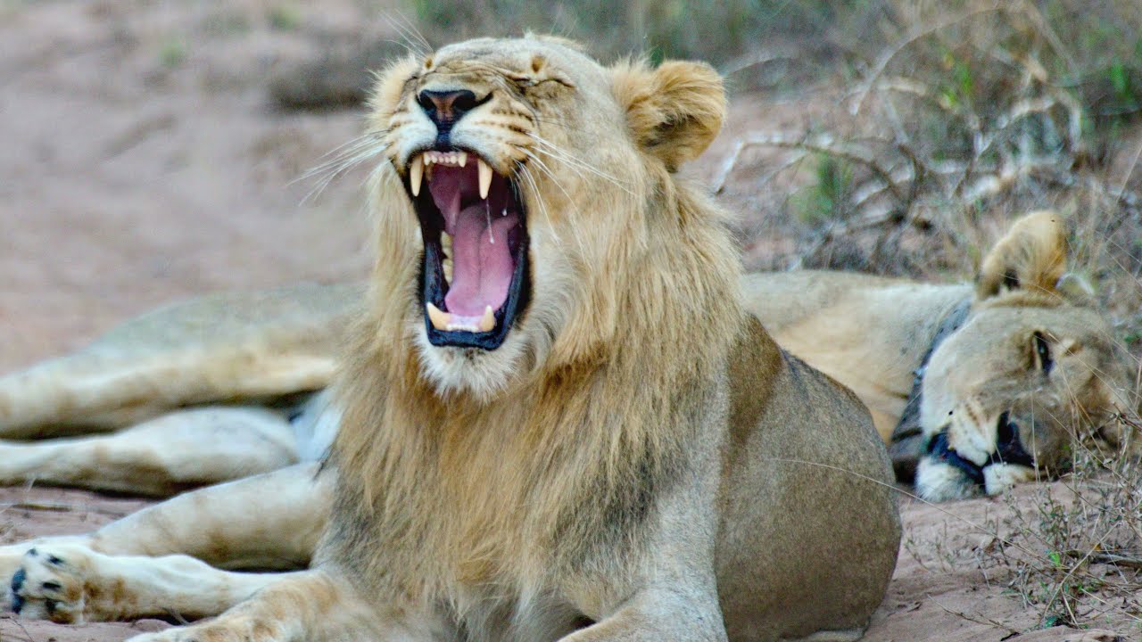 Tembe Elephant Park and Lodge