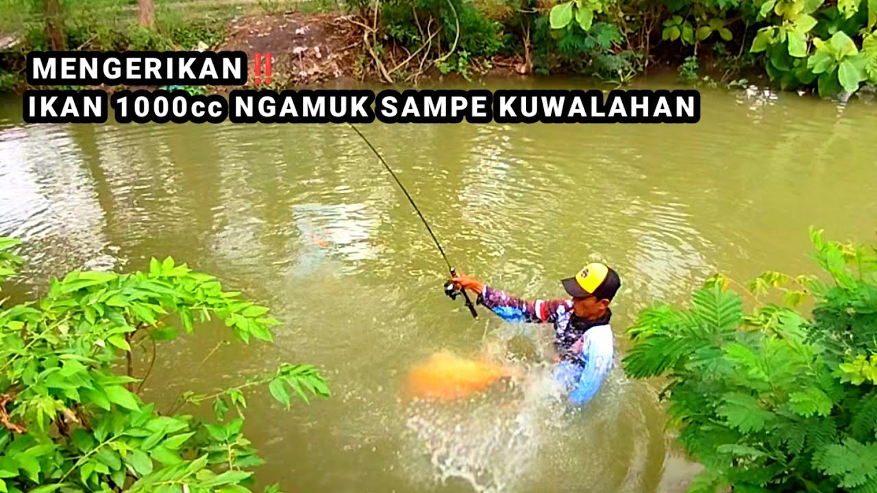 REKOR‼️IKAN MAS SEGEDE BAYI TAKLUK DI TANGAN PEMANCING INI #fishing #mancing