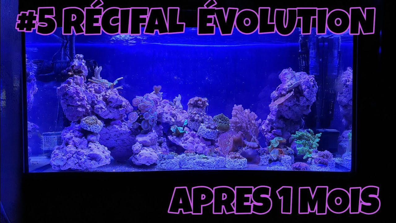 #5 RÉCIFAL L’ÉVOLUTION 1MOIS APRÈS LA MISE EN EAU