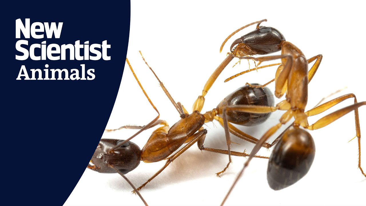 Ants amputate their nestmates&rsquo; limbs to save them from infection