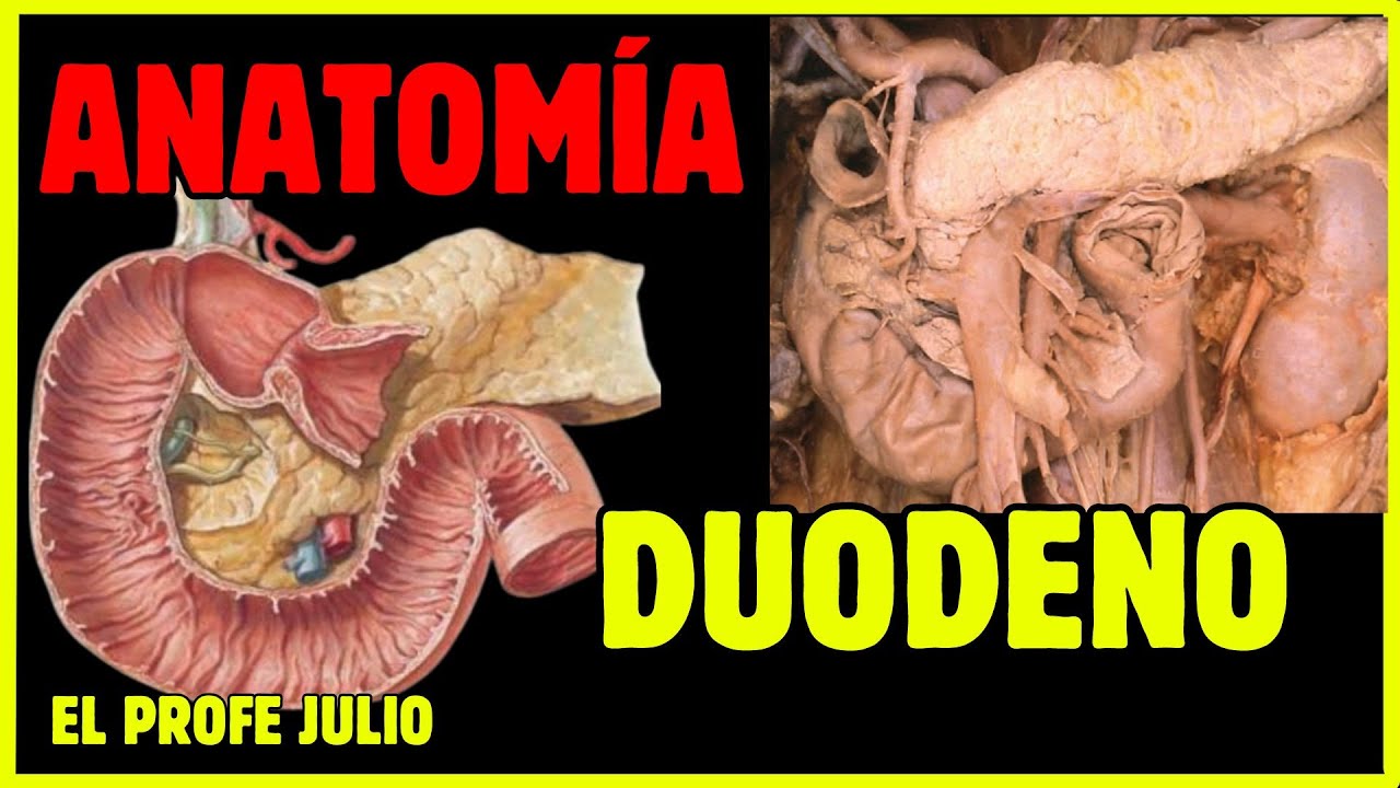 💪 ANATOMÍA del DUODENO / ¡LA MEJOR EXPLICACIÓN!