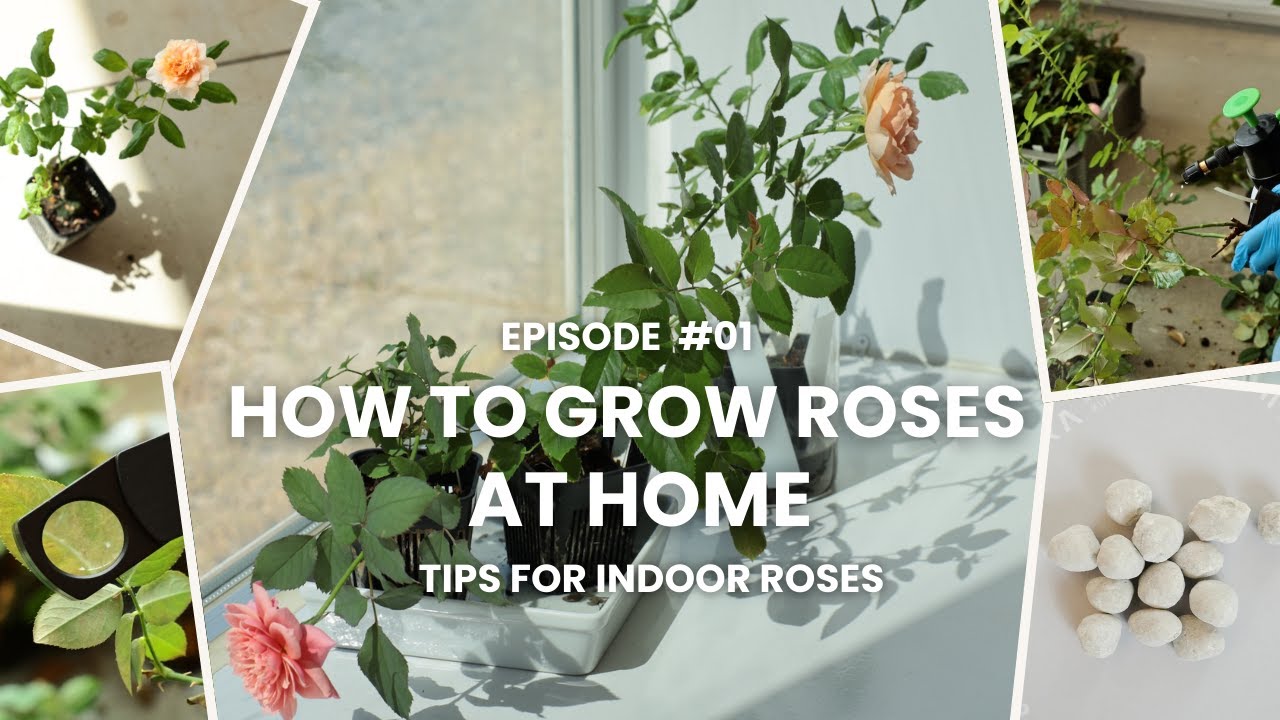 【ばらの育て方】Ep#01 -おへやで育てるばら大全  | HOW TO GROW ROSES | Tips for indoor roses |Japanese rorses WABARA