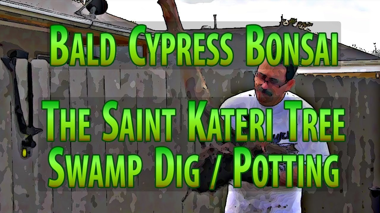 Bald Cypress Bonsai - The Saint Kateri Tree - 1 of 3 Swamp Dig/Potting