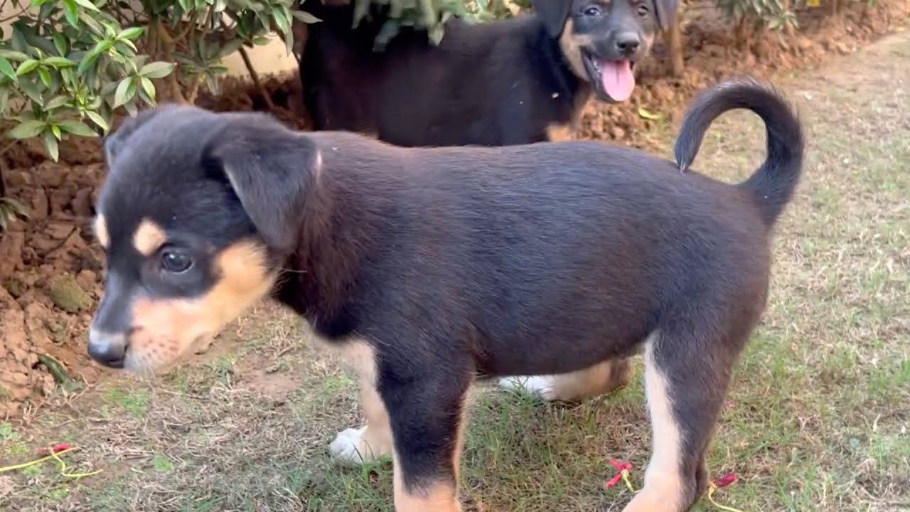 Playing with Two Cute Street Puppies in My Garden 🐶❤️ Street Dog Love