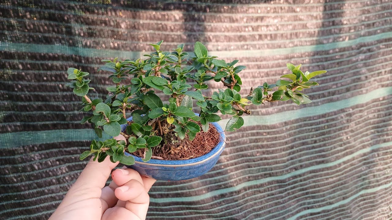 0934229986 BONSAI MINI