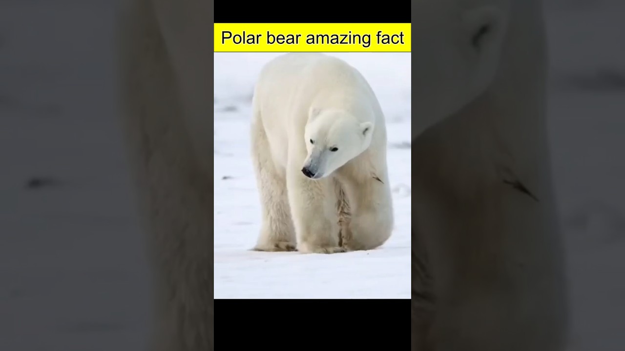 Polar bear facts 