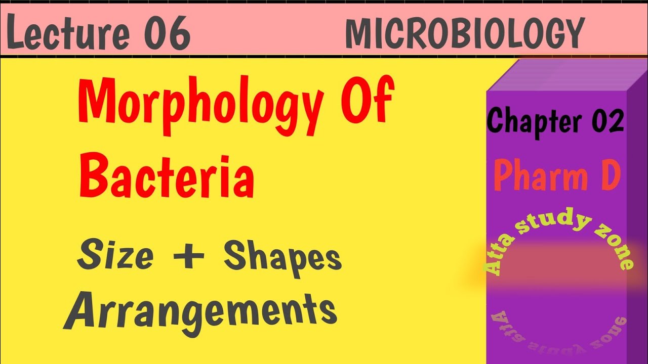 Morphology of bacteria / Pharm D / Pharm B/ nursing