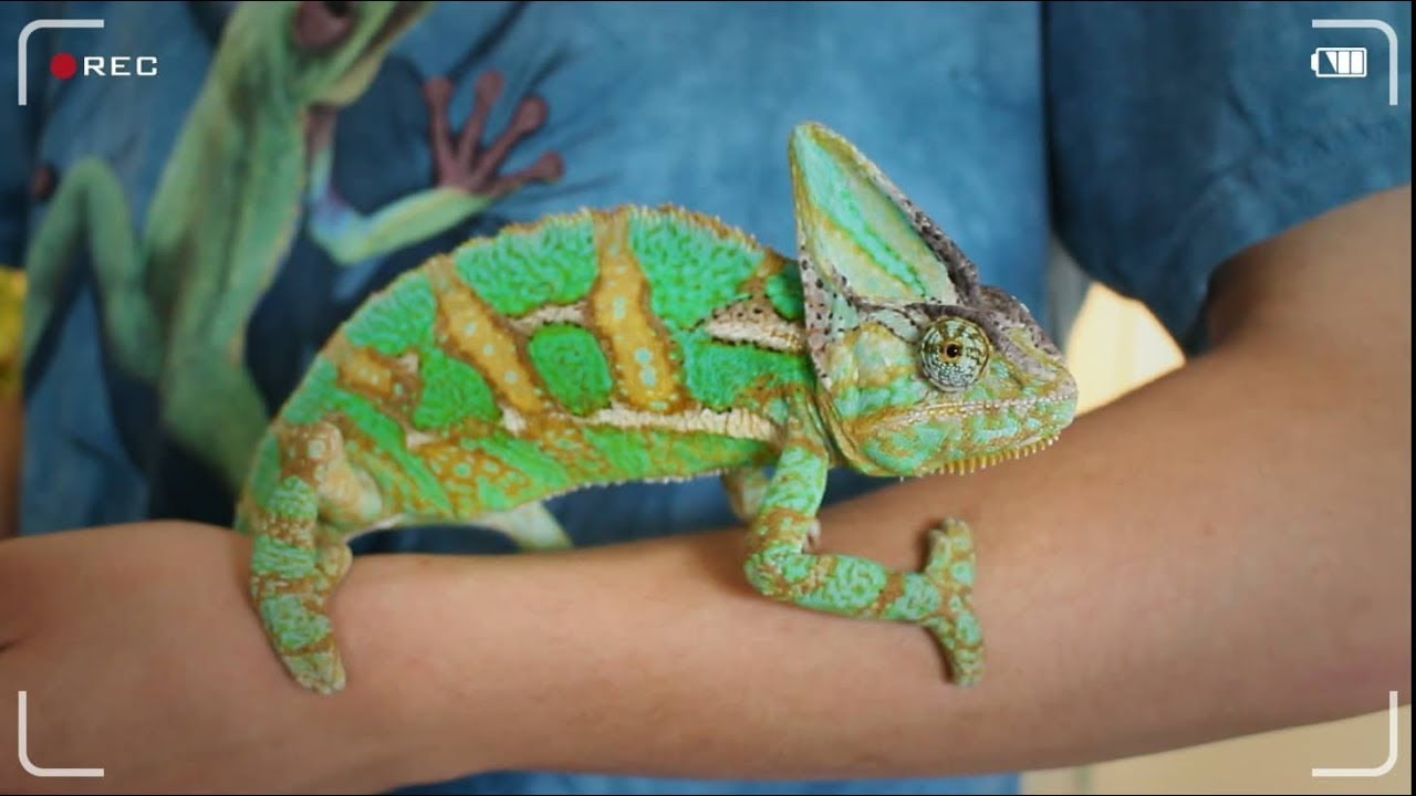 Chameleon jemenský / AnimalShow #6