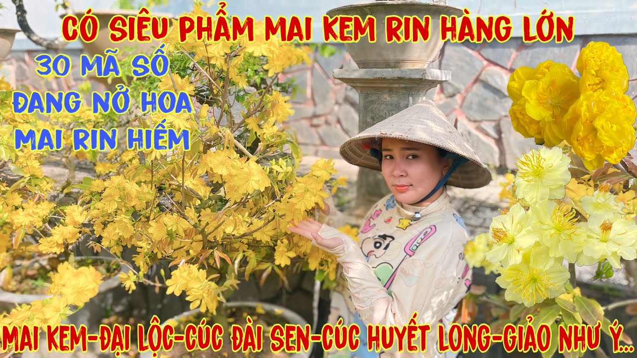 19-2☎️0706938527 Quế Anh ☎️🌳Mai Vàng Chơi Tết Giá Rẻ🌳cúc hương chùm-sbbl-giảo huyết long-như ý🌳