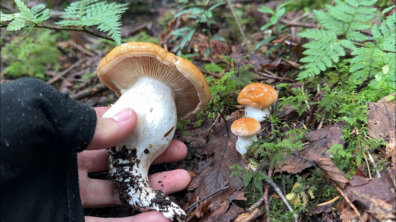 旨そうと思って食べたキノコが実は…　きのこ狩り