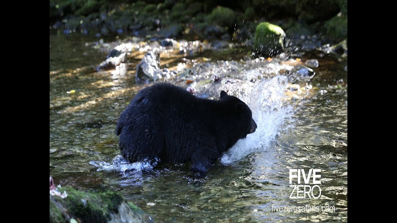 The Great Bear Rainforest (Spirit Bears) in Slow Motion