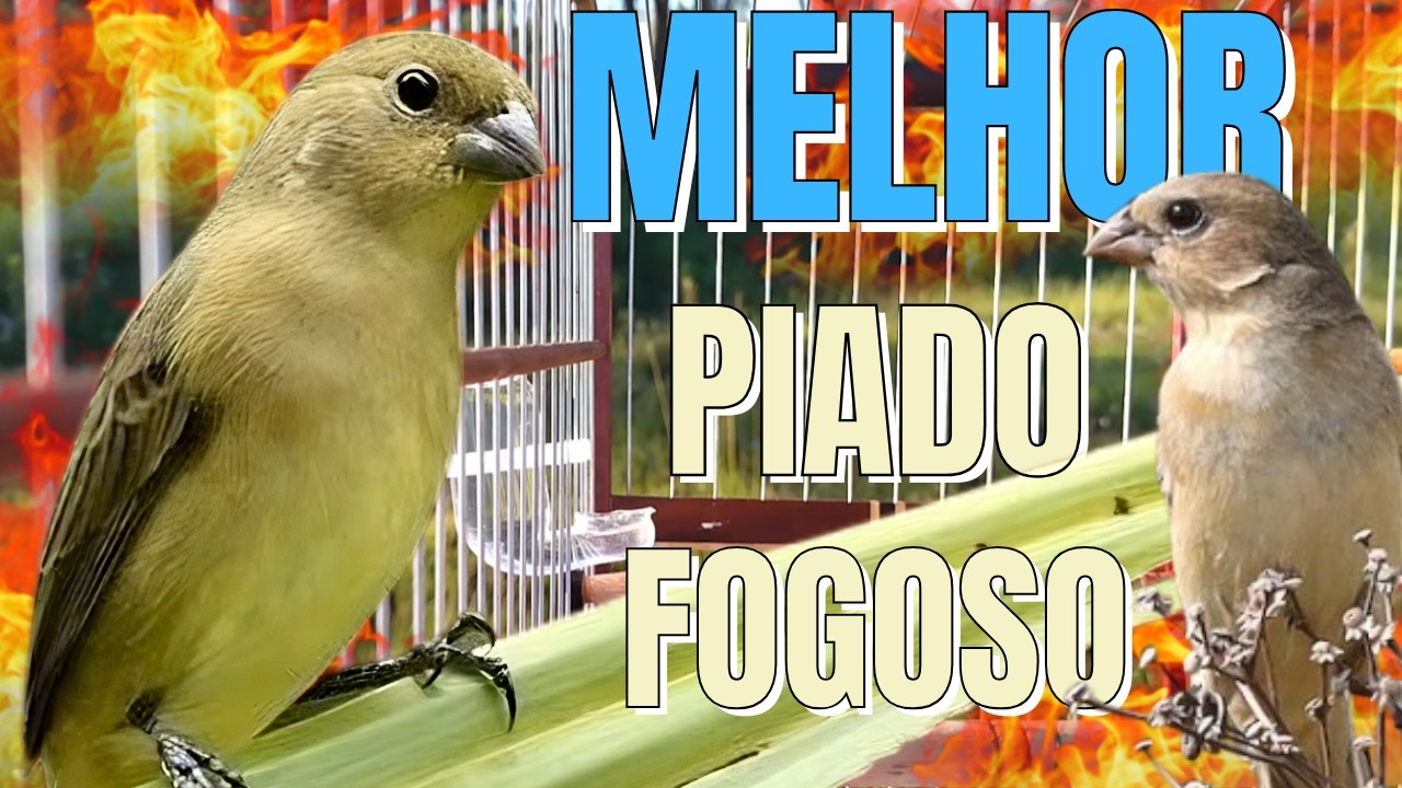 Piado de fêmea de papa capim tui tui para Foguear Papa capim com Piado de fêmea de papa capim