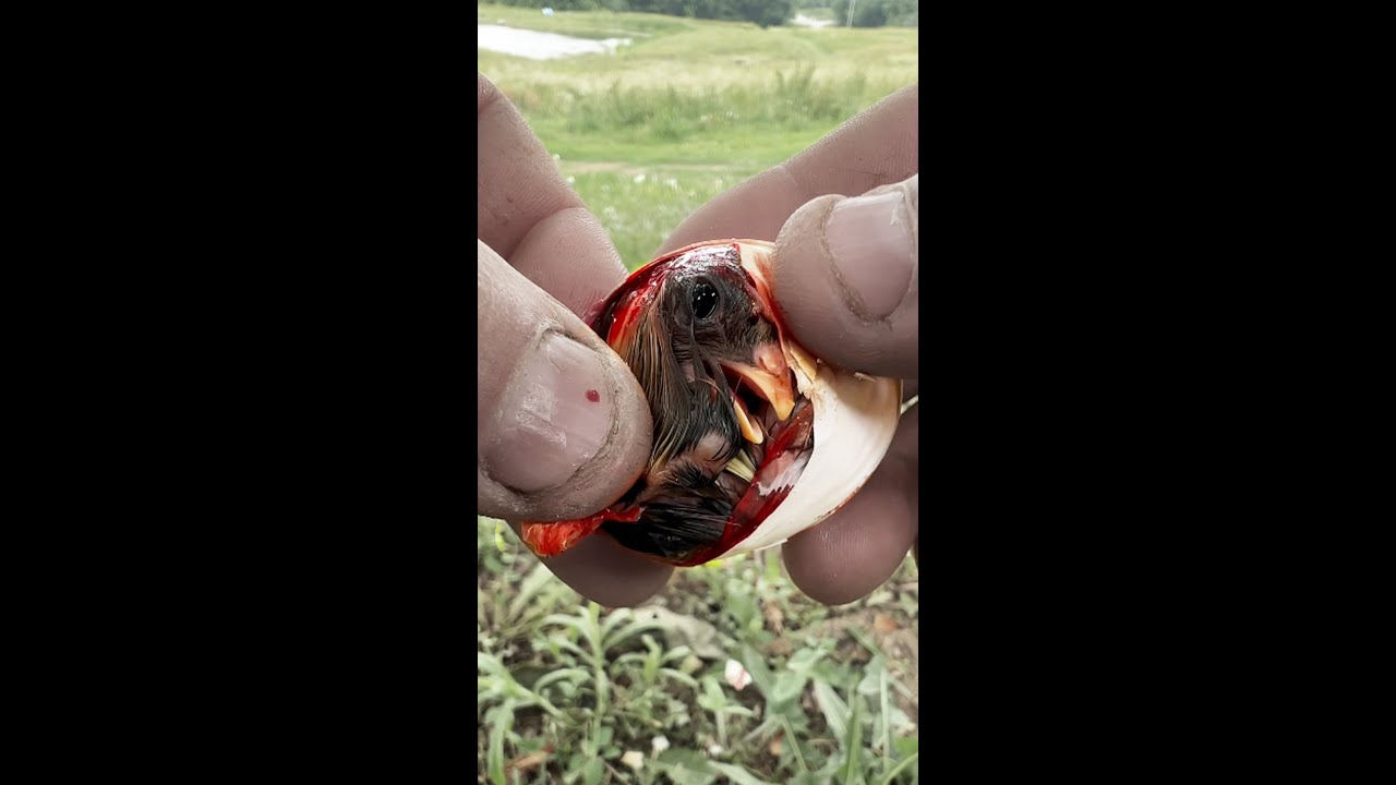 This Chick Never Hatched, So I Helped...
