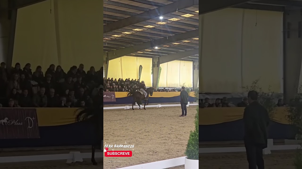 🐎✨ Quiebro Salgueiros &ndash; aprobado como garanh&atilde;o
