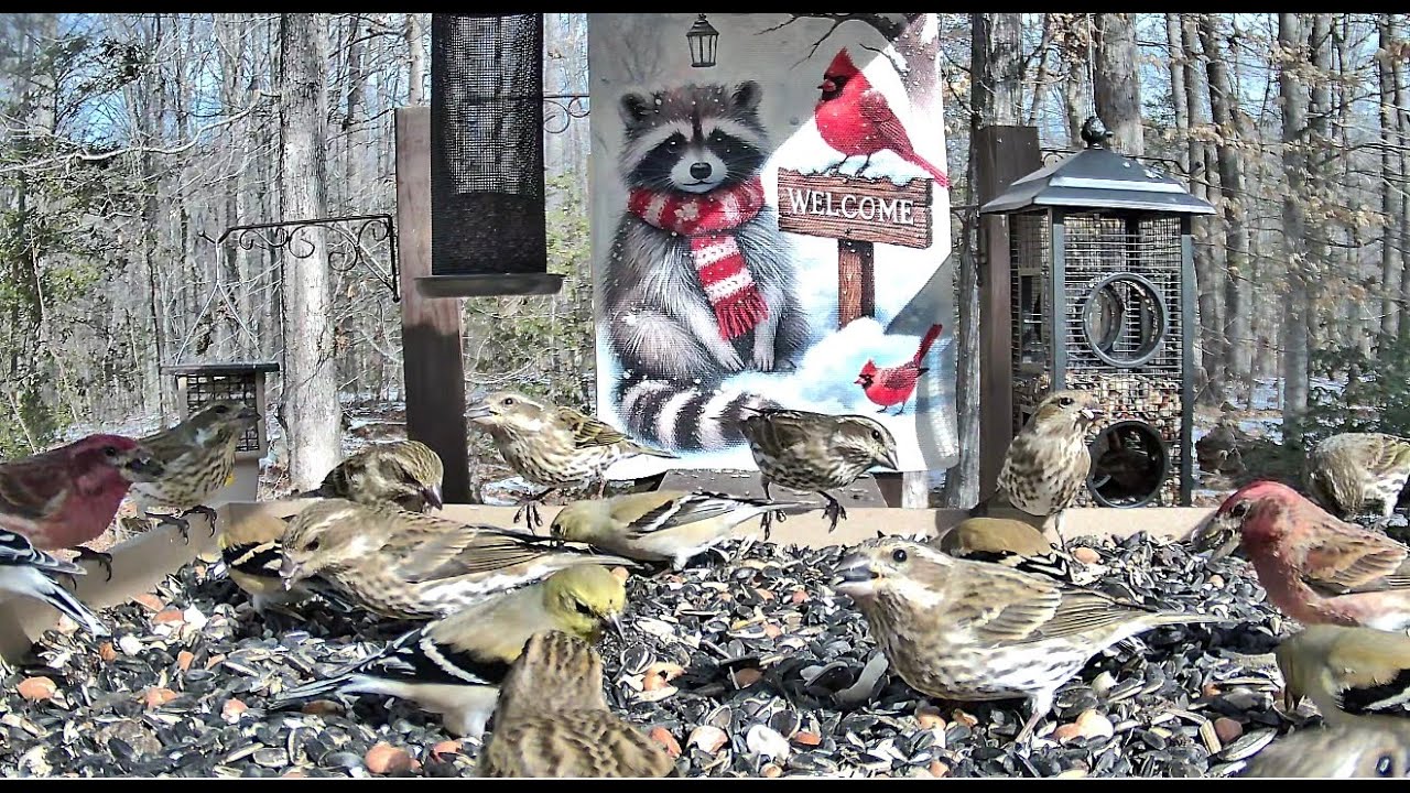 LIVE STREAM ** BOTB Main Feeding Platform Camera ** 2/13/2026