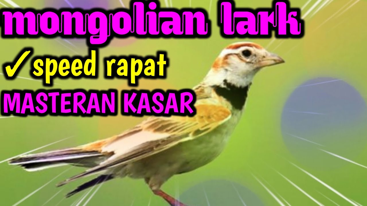 masteran kasar Mongolian lark || speed rapat ~ top kicau mastering murai batu