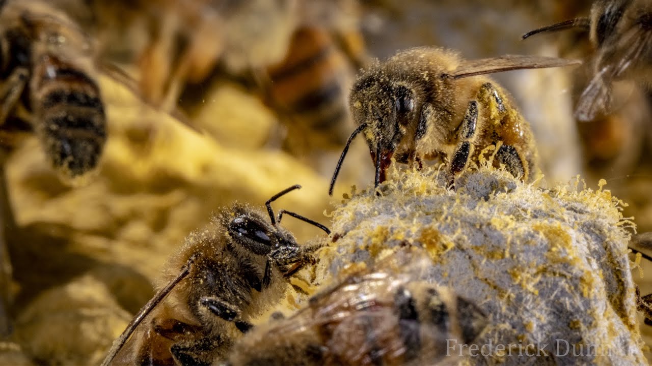 Honey Bee Spring Feeding Foragers, Pollen Substitute that will get them going.