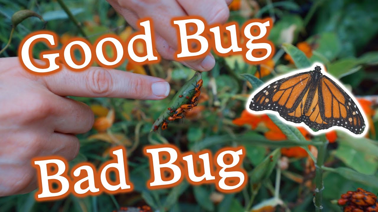 3 Steps to Attracting Beneficial Insects & Why We Don't Hate on 
