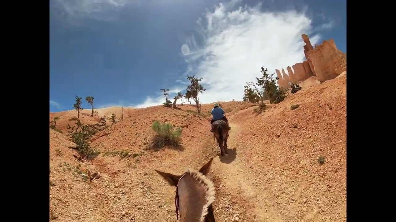 Bryce Canyon mule trail ride