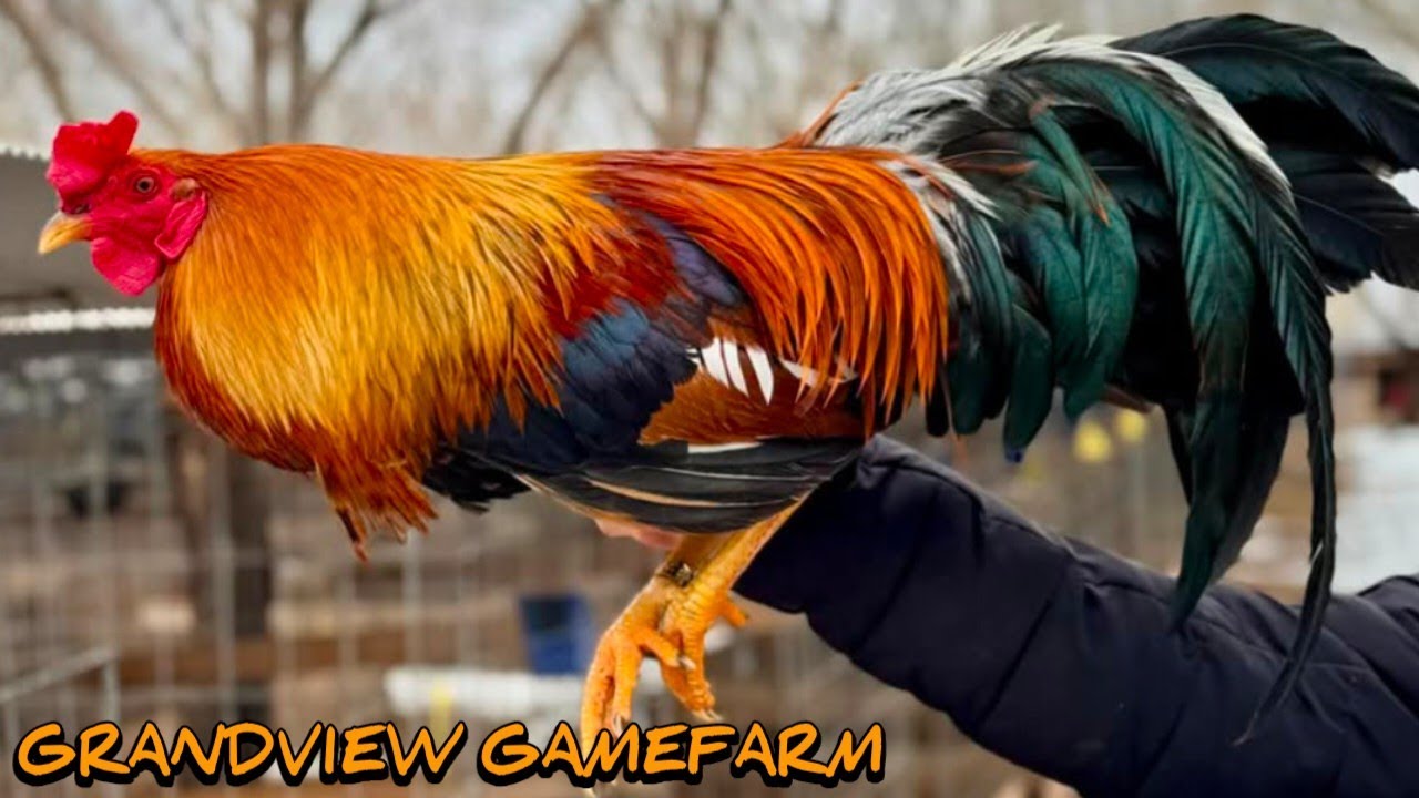 Pure Yellow Leg Hatch - GRANDVIEW FARM