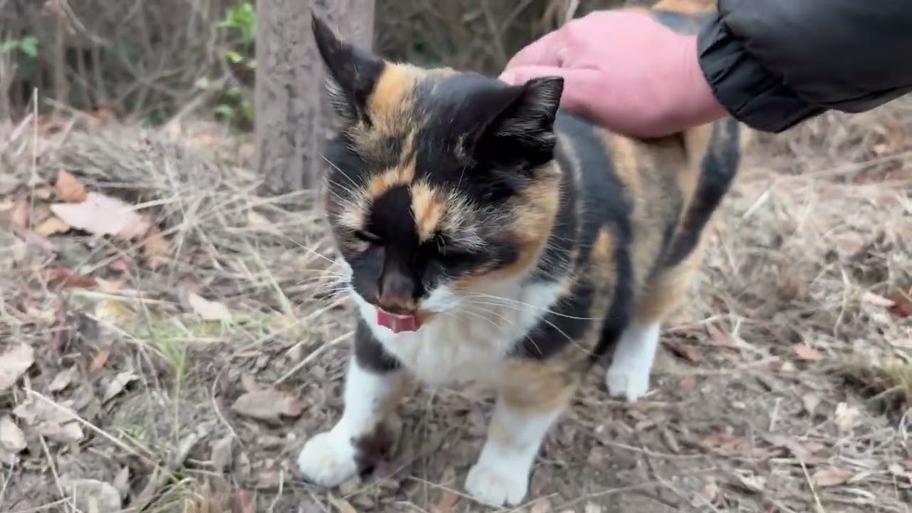 可愛い声で追いかけて来てくれた人懐っこい三毛猫ちゃん