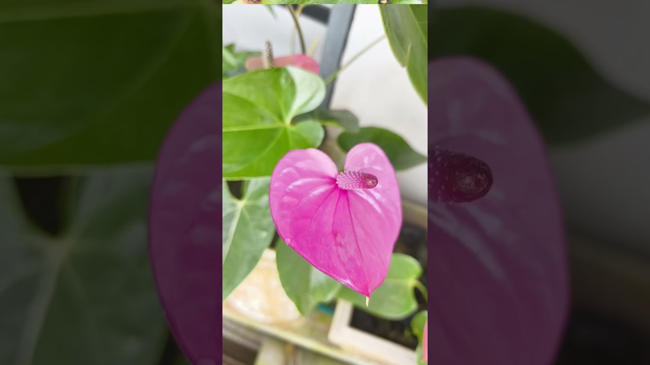 #MummysGarden #HomeVibes #BloomWithLove #GardenTherapy #NatureAtHome #GreenEscape #FloralBeauty