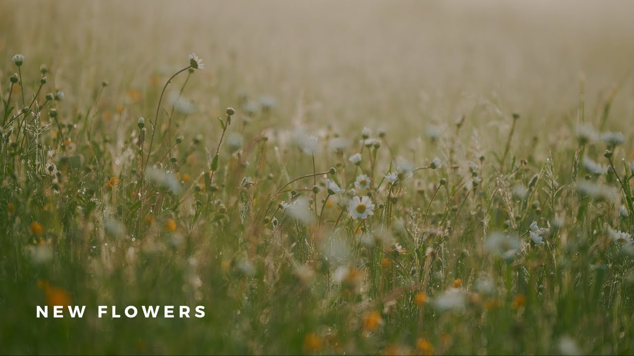 New Flowers - peaceful ambient piano music (DMCA-free)