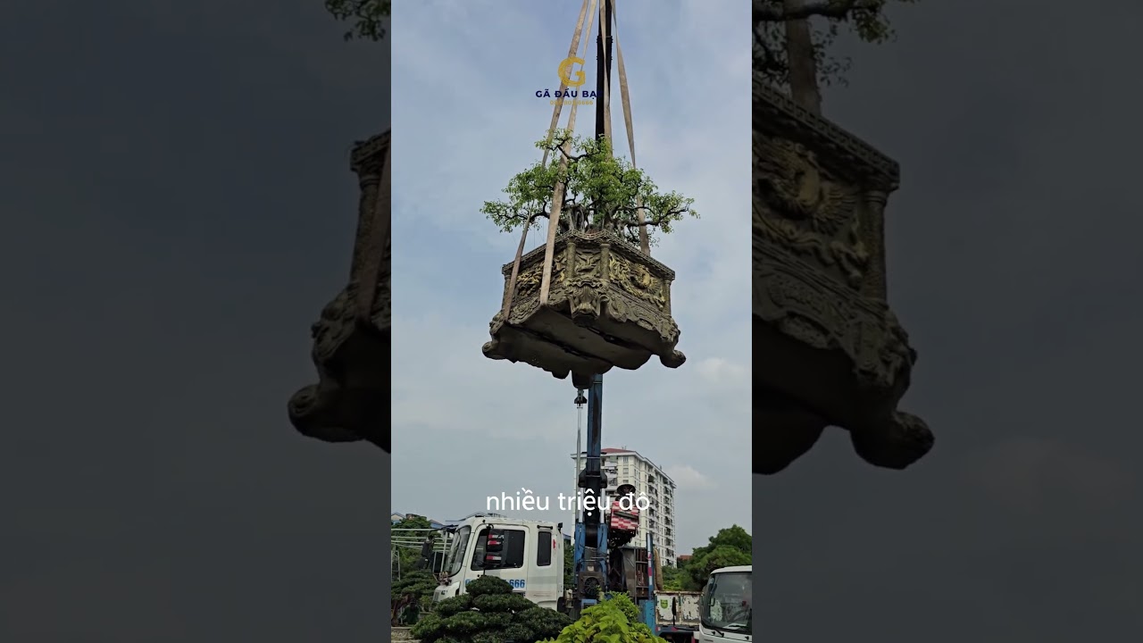C&acirc;y xanh qu&ecirc; triệu đ&ocirc; của #gadaubac - Vua T&ugrave;ng