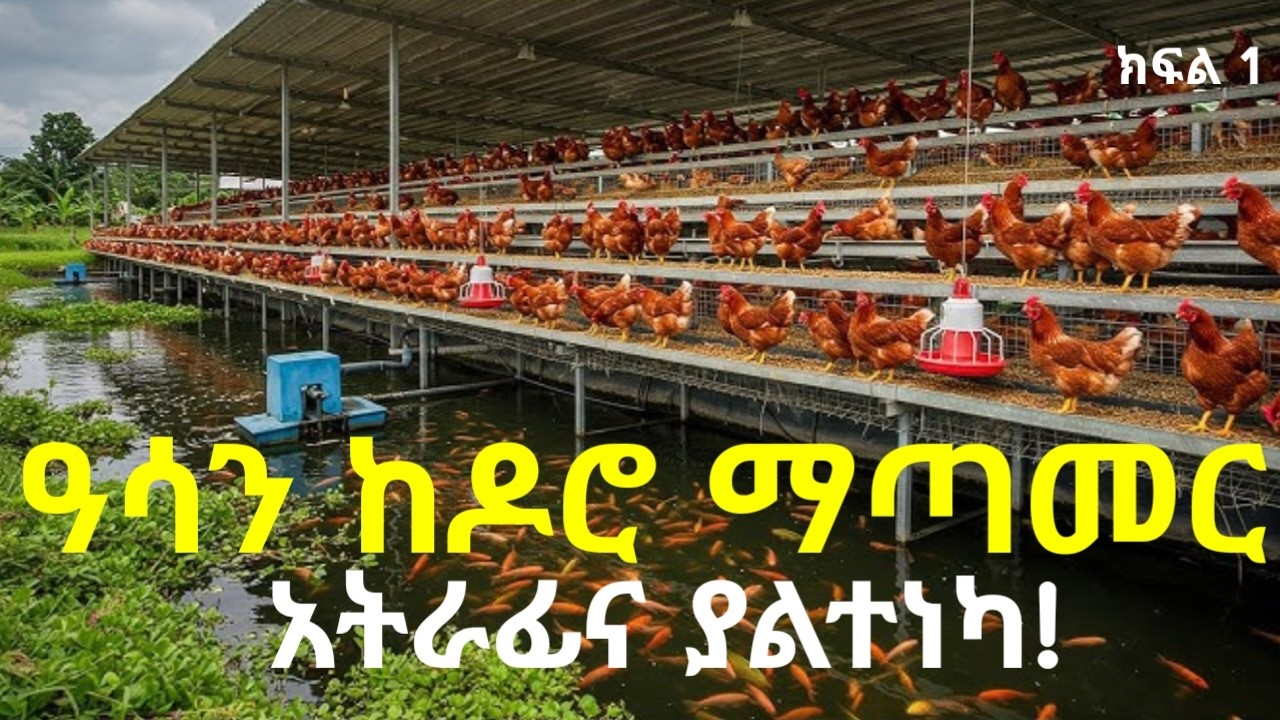ጥምር እርባታ! ለመጀመሪያ ጊዜ ያየውትና ቢሠራበት በጥቂት ጊዜ ውስጥ ሚሊየነር የሚያደርግ የግብርና ቢዚነስ! እያንዳንዱ ሰው በግቢው ሠርቶ ማትረፍ ይችላል!