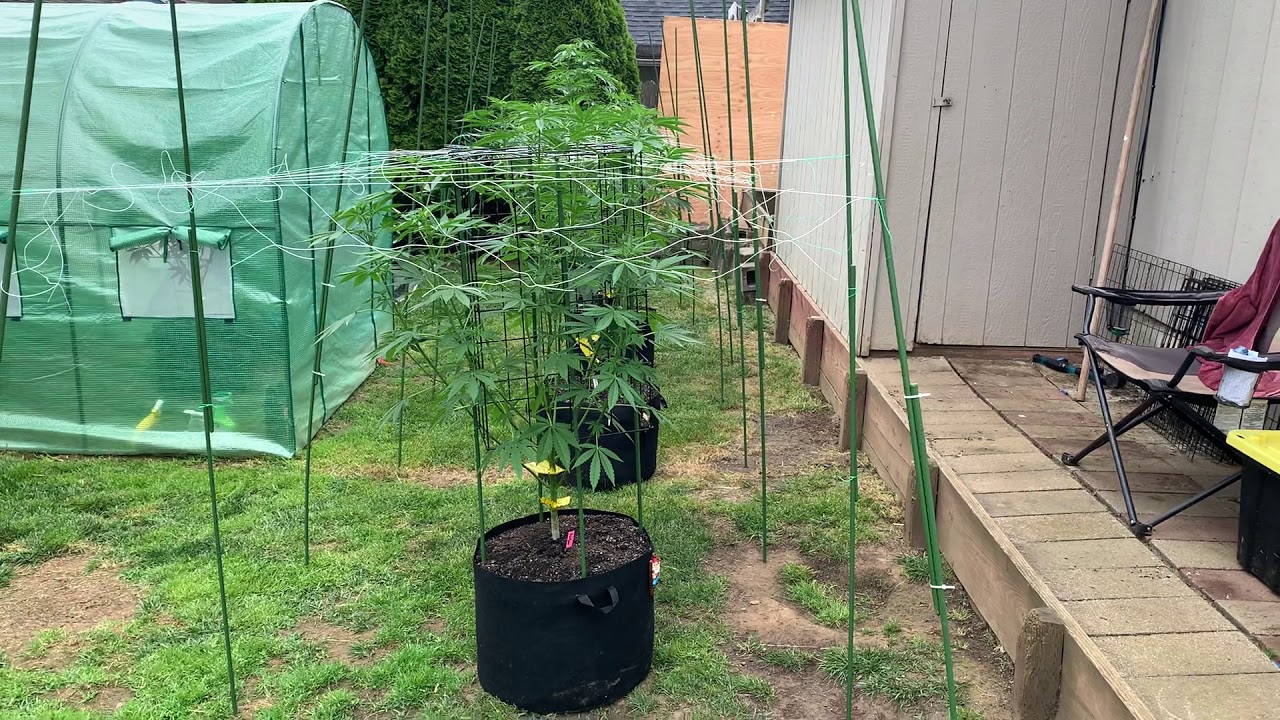 Girls moved outside trellis and more!  Bubba kush grand daddy purple rainbow dream purple dawn