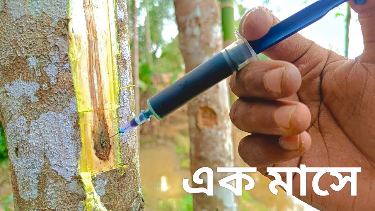 আগর গাছে কিভাবে কেমিক্যাল মারতে হয় No.8822759158