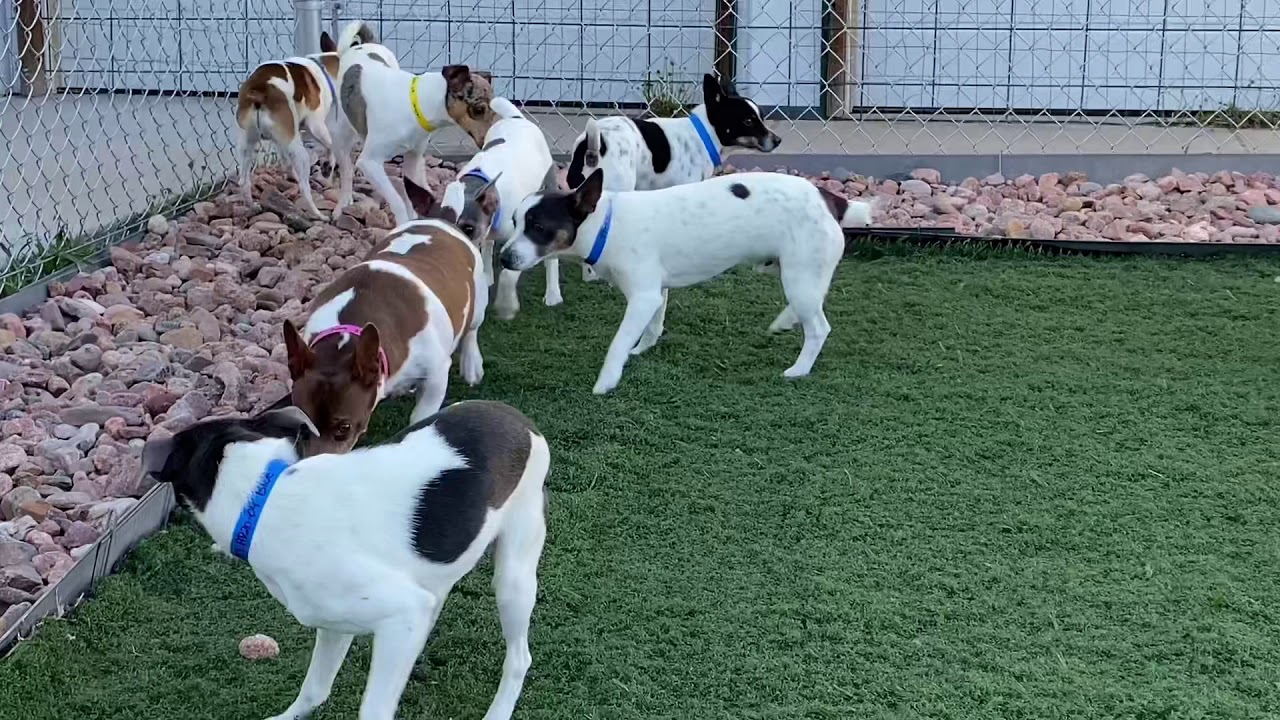 A BUNCH of Rat Terrier Pups Learn to Play Freely Togetherness After Having Been Rescued - Freedom!
