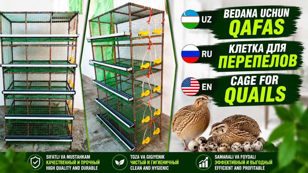 Клетка для перепелов | Quail cage | Bedana Qafas