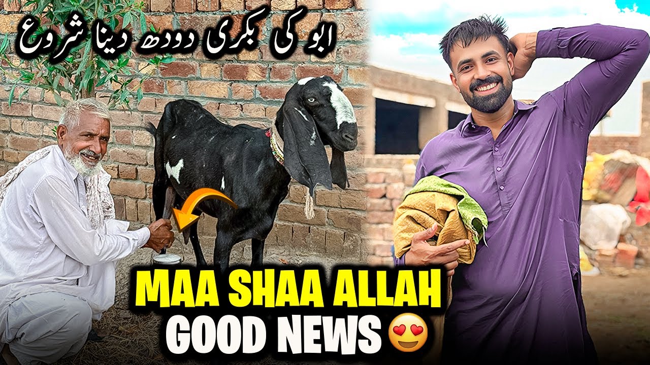 Abu ki Bakri ny Good News Dy di 😍 | ماشاءاللہ ابو کی بکری دودھ دینے لگ گئی