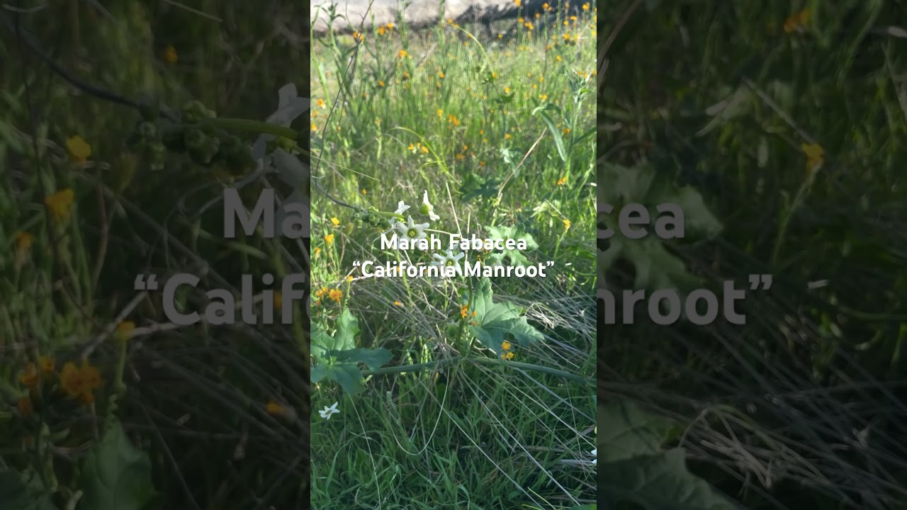 Spiky wild cucumbers! Marah fabacea or California Manroot - spring 