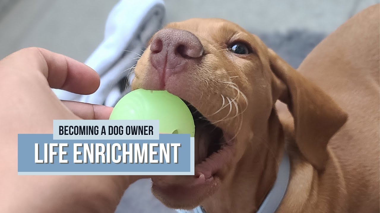 Best Enrichment Activities for Dogs