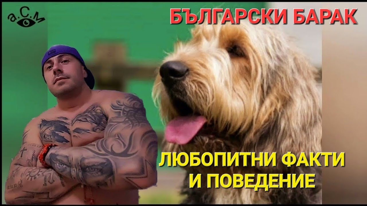 БЪЛГАРСКИ БАРАК - ЛЮБОПИТНИ ФАКТИ И ПОВЕДЕНИЕ    а.С.м