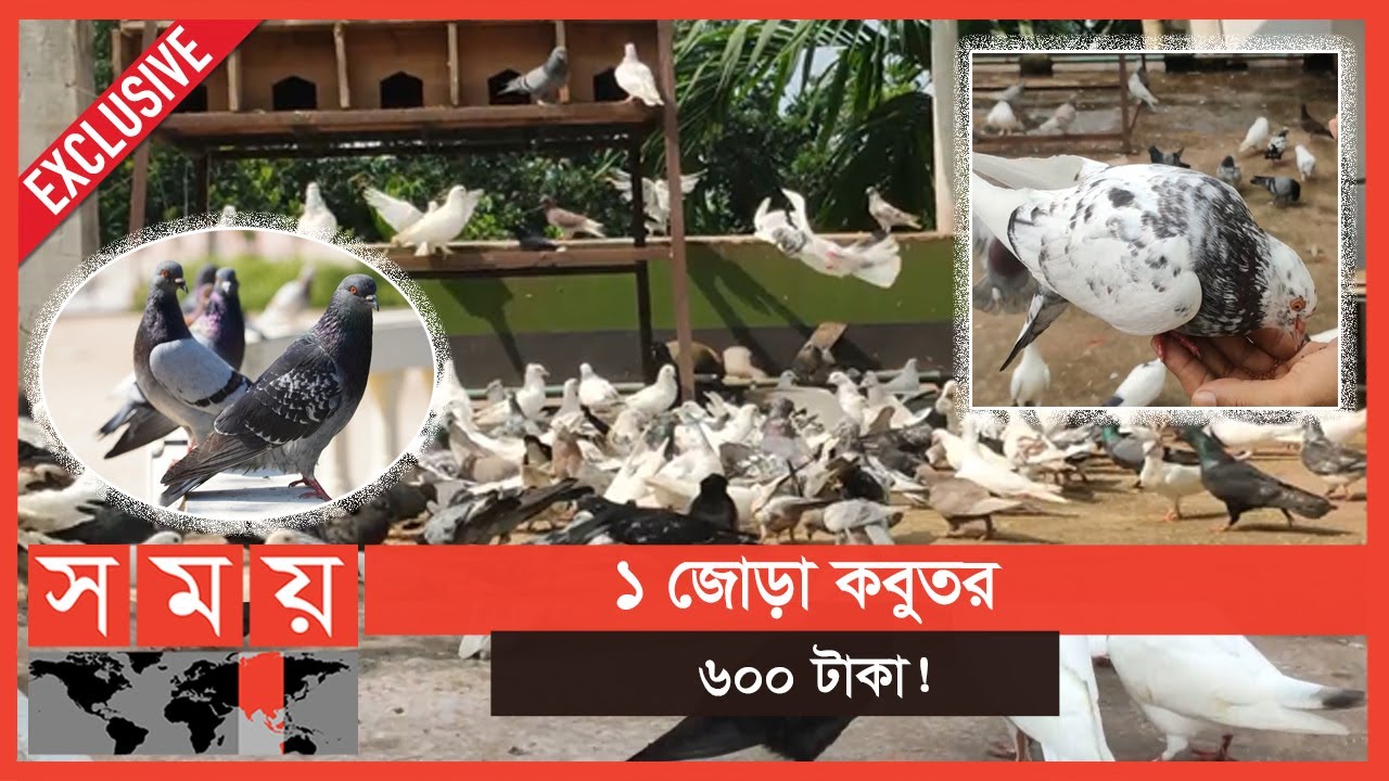 কবুতরের বাকবাকুম আর খুনসুটি দেখতে শিক্ষকের ছাদে ভিড়! | Pigeon | Thakugaon | Somoy TV