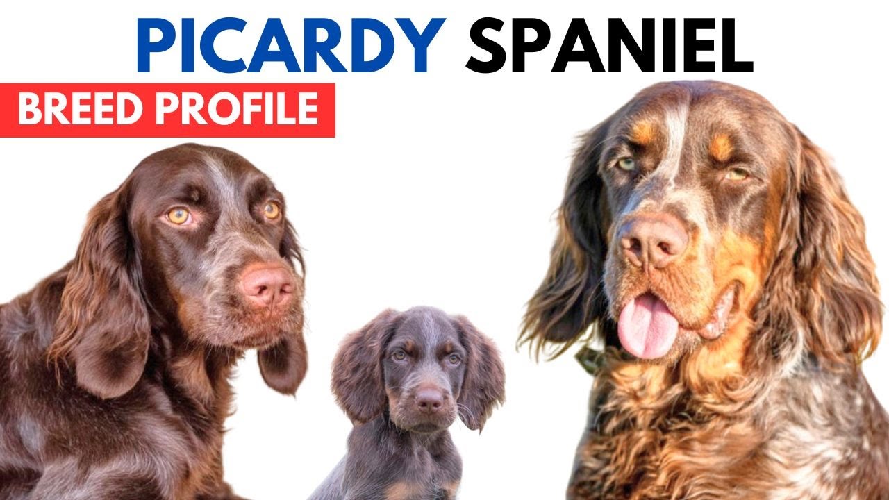 Picardy Spaniel Breed Profile History - Price - Traits - Epagneul Picard Grooming Needs - Lifespan